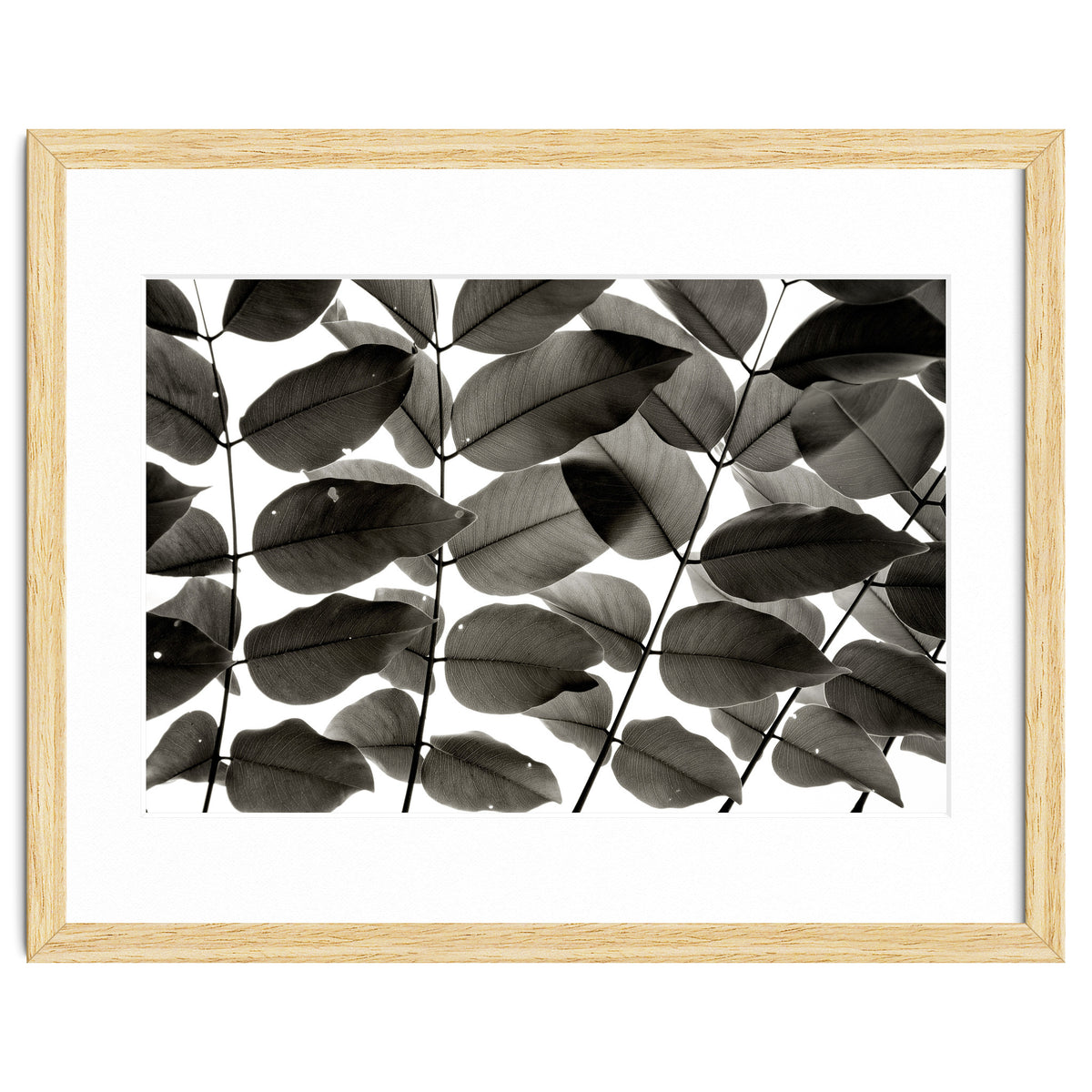 Branches and Leaves I