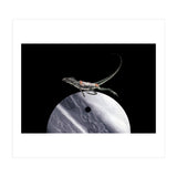 Dreaming (Print Only) thumbnail