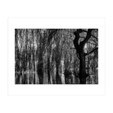 Weeping Willow (Print Only) thumbnail