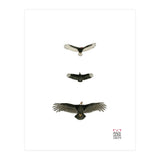 Cathartidae (Print Only) thumbnail