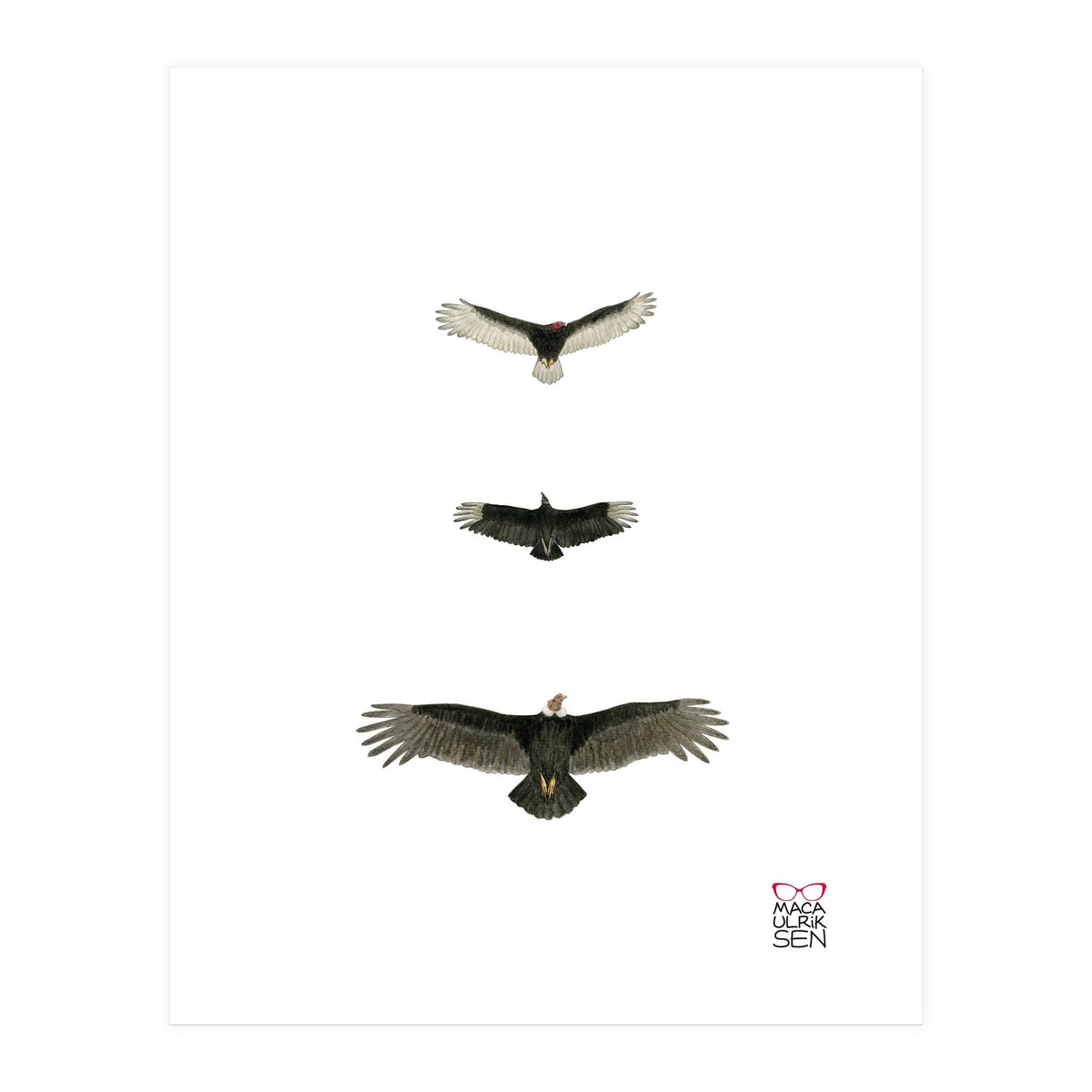 Cathartidae (Print Only)