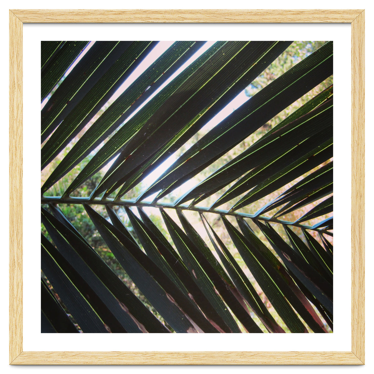 Palm leaf