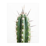 Cacti (Print Only) thumbnail