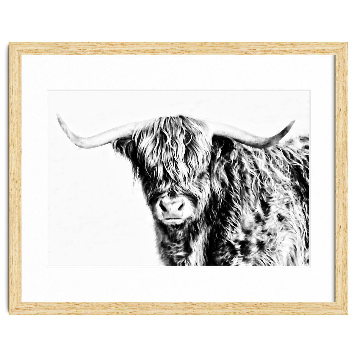 Highland bull