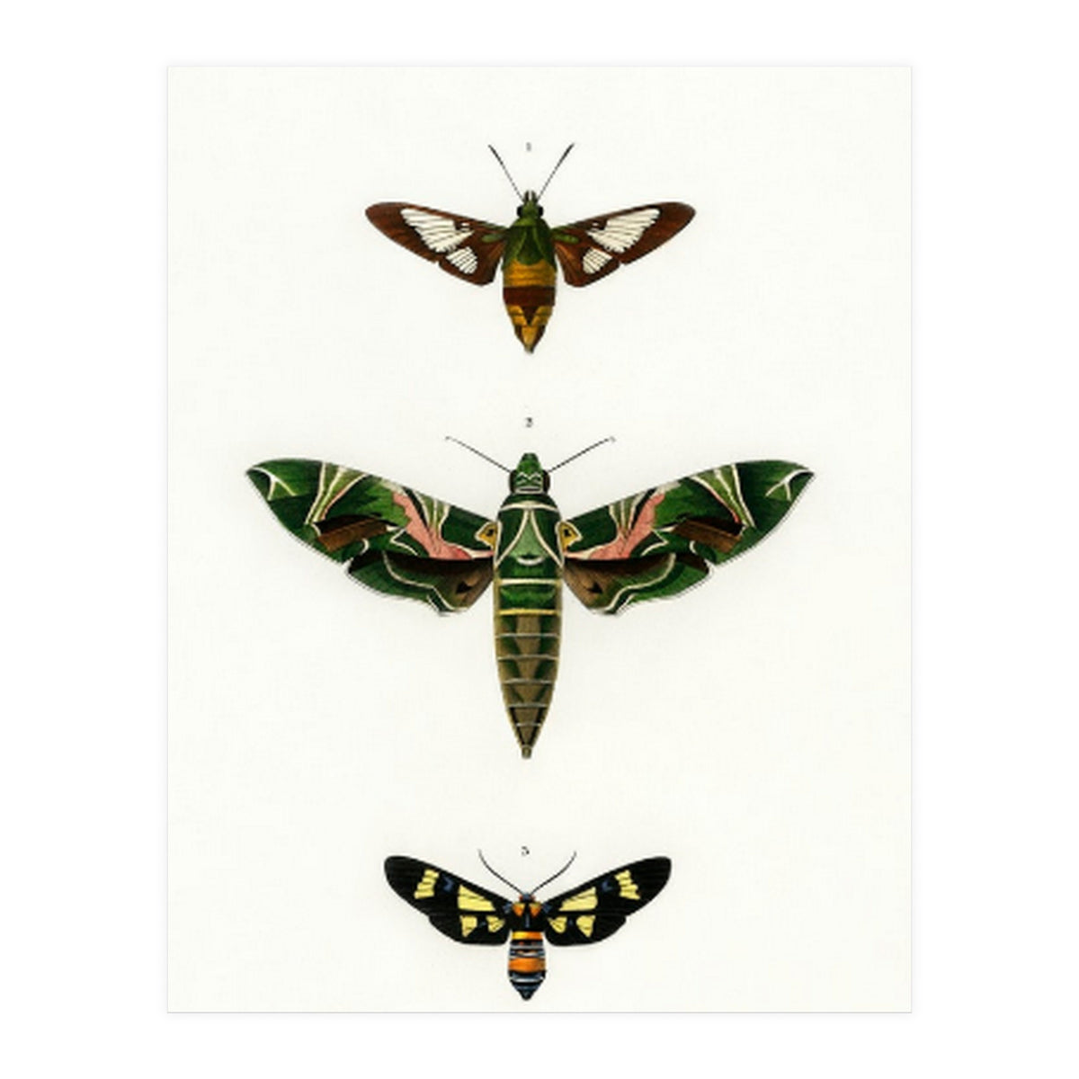Different types of moths illustrated  (Print Only)