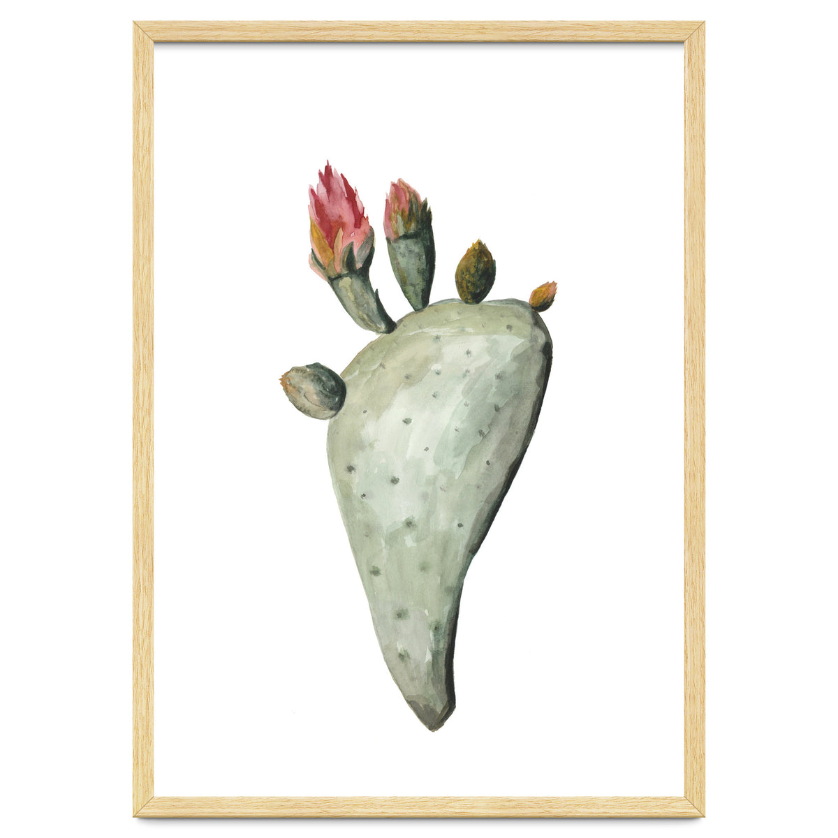Botanical Illustration Cactus Flowers