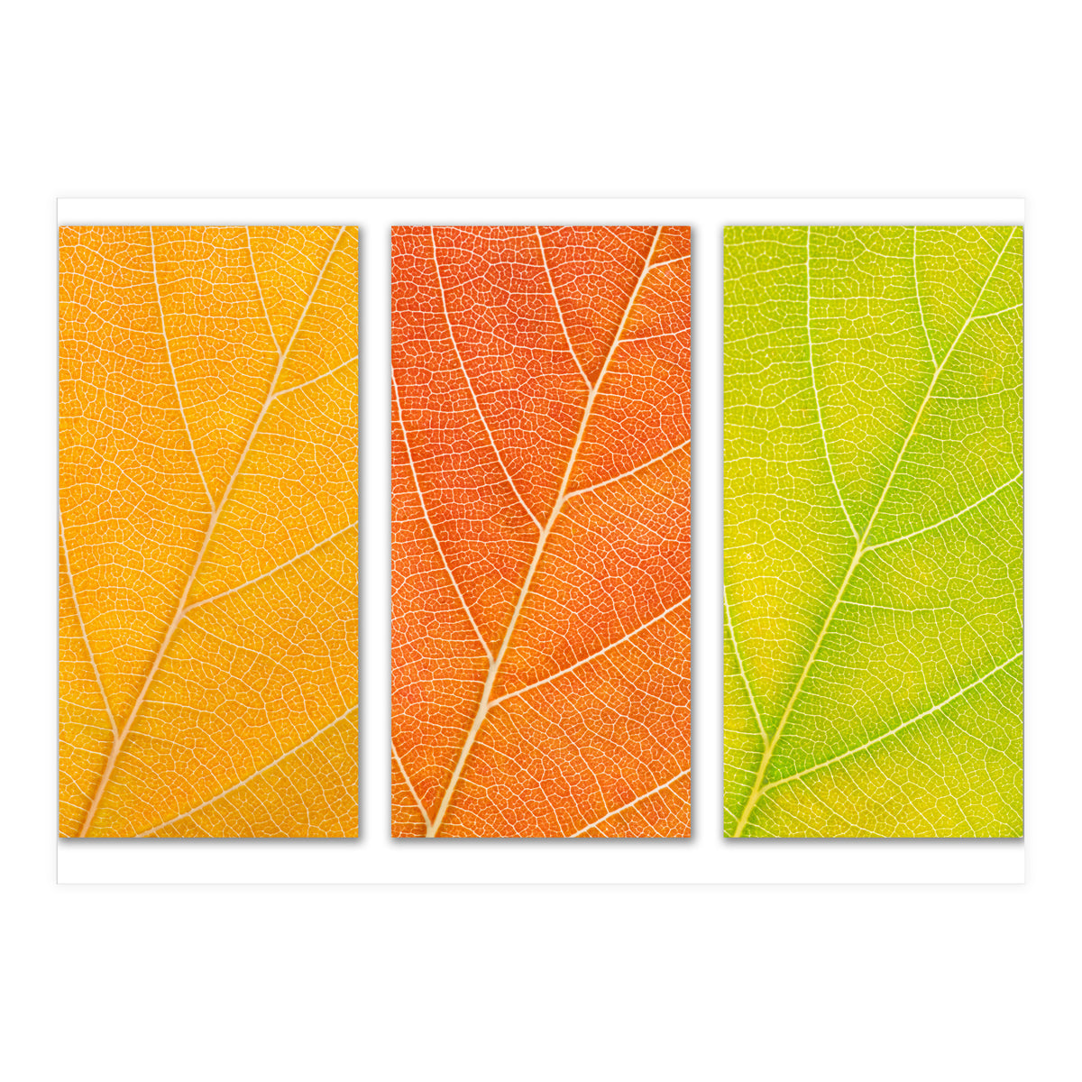 Autumn Leaves (Print Only)