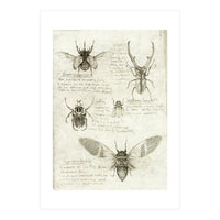 Insects (Print Only)