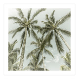 Lovely Palm Trees | Vintage (Print Only) thumbnail