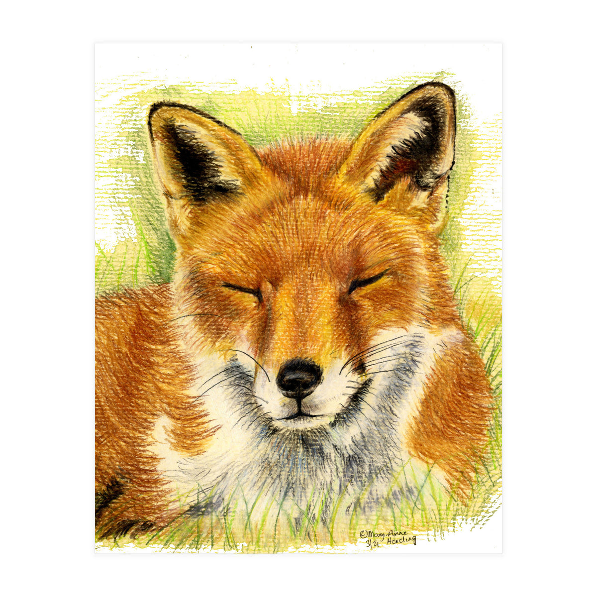 Red Fox Sleeping  (Print Only)
