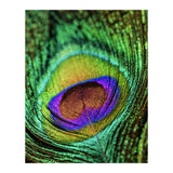Peacock feather (Print Only) thumbnail