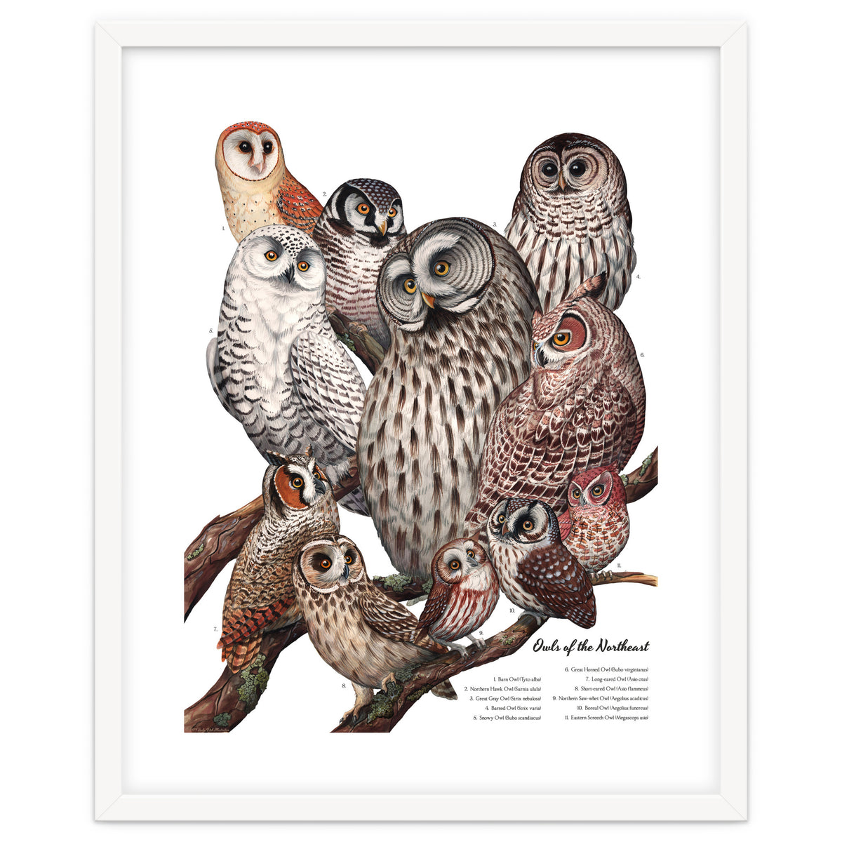 Owls Of The Northeast