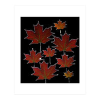 Red Autumn Leaves on Black Ground. (Print Only)