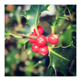 Holly berries  (Print Only) thumbnail