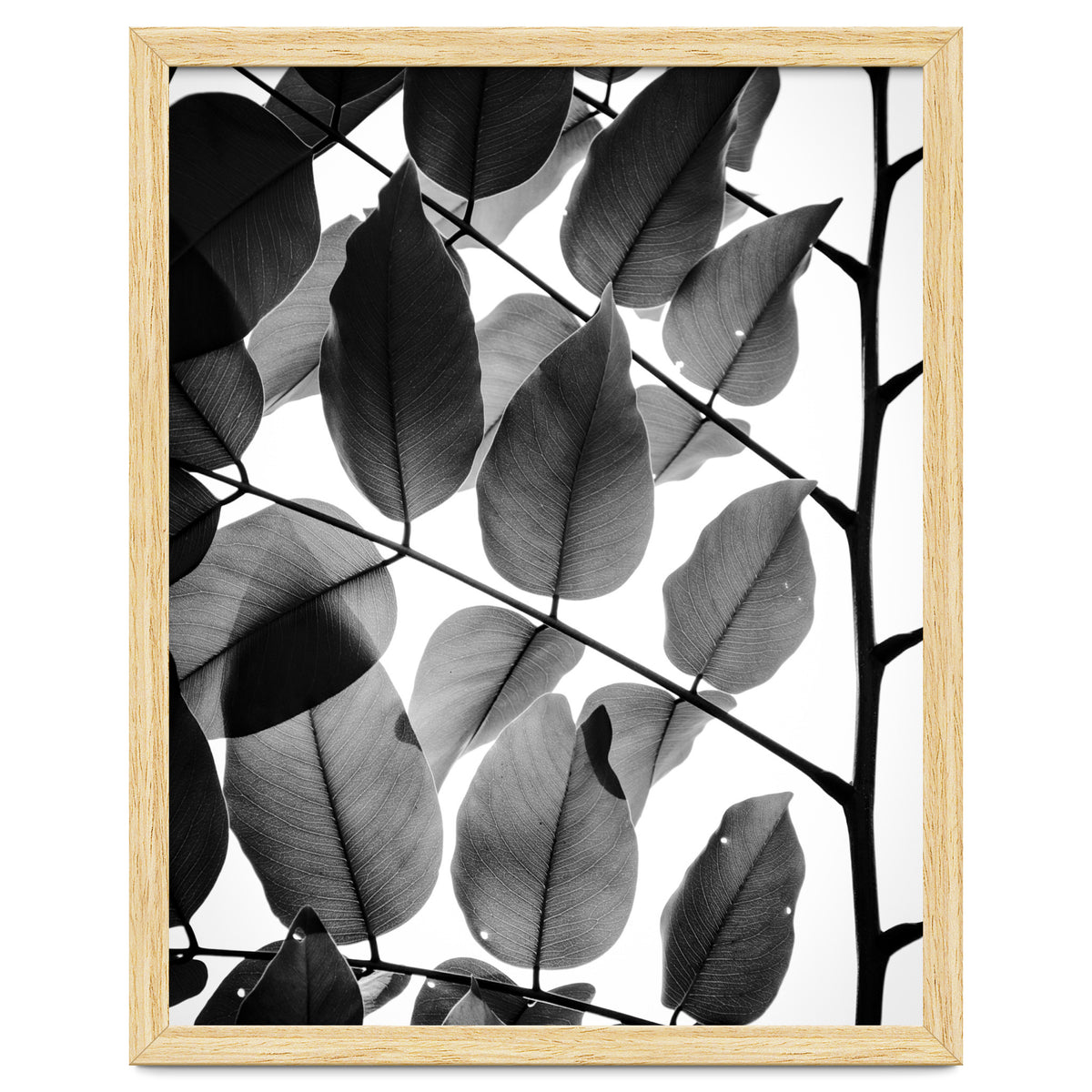 Branches and Leaves II