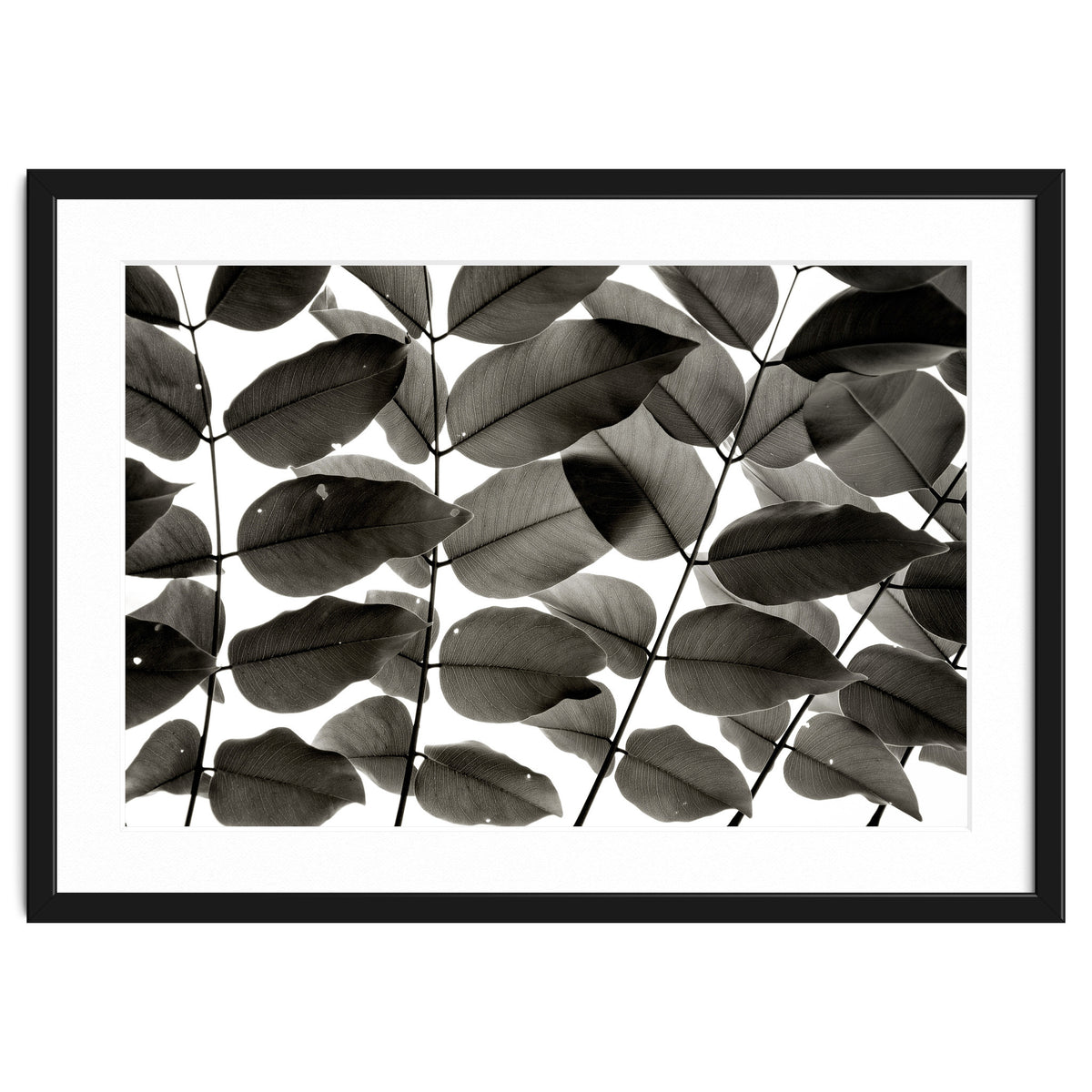 Branches and Leaves I