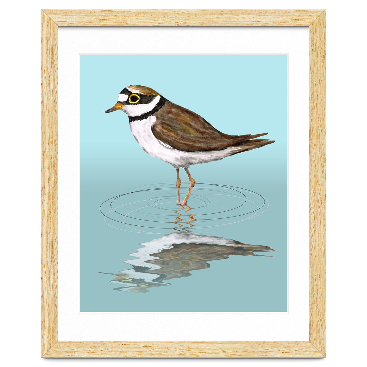Little ringed  plover