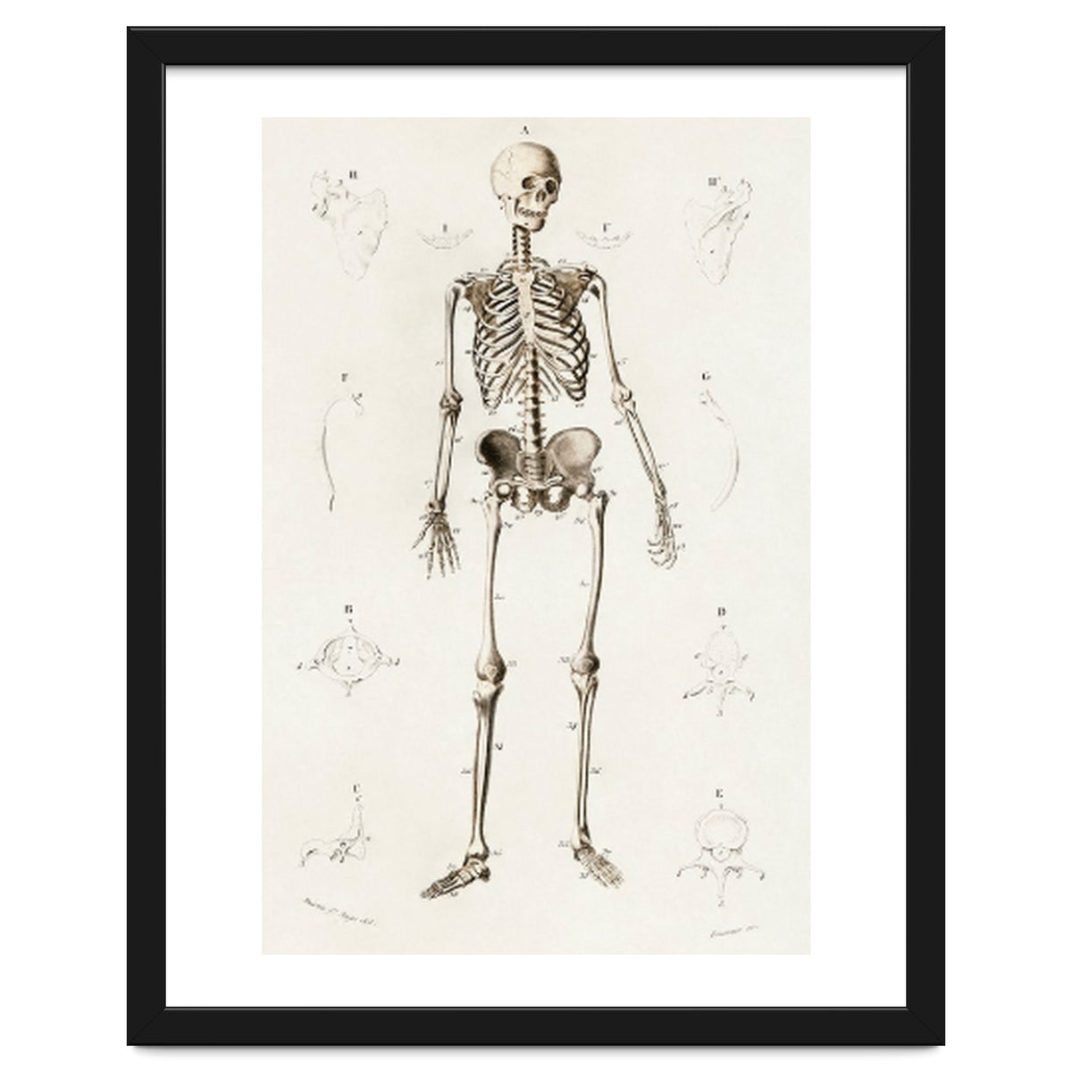 Human skeleton illustrated