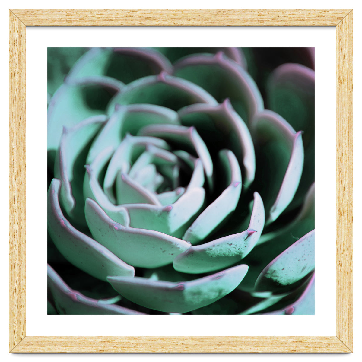 DARKSIDE OF SUCCULENTS III-A