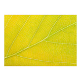 Autumn Leaf (Print Only) thumbnail
