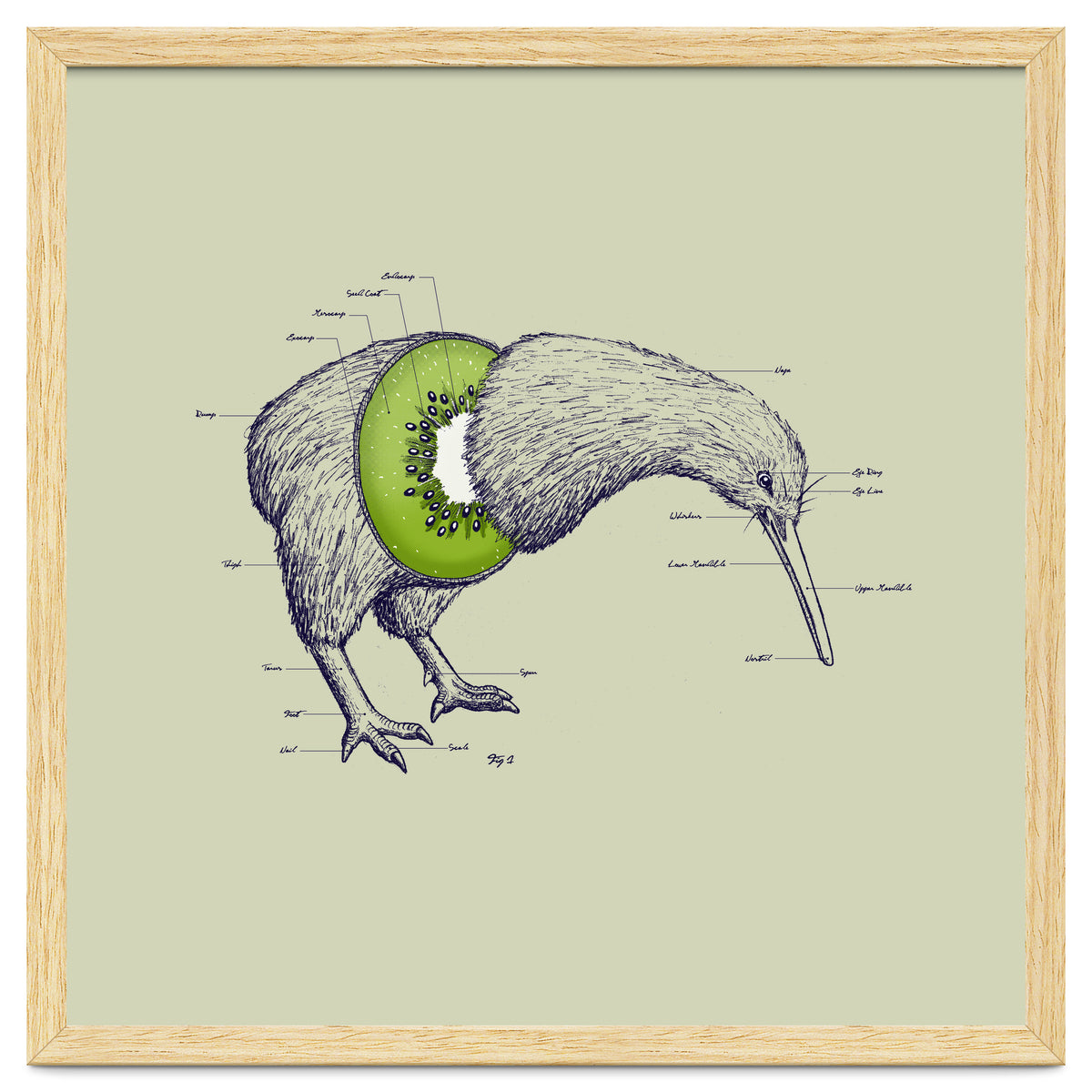 Kiwi Anatomy