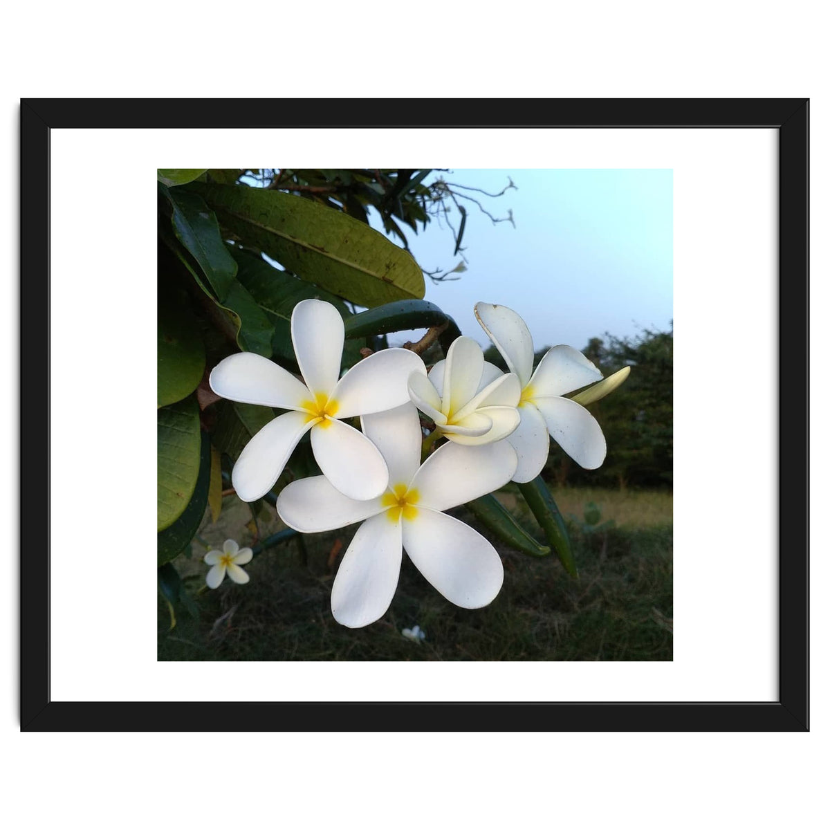 Frangipani