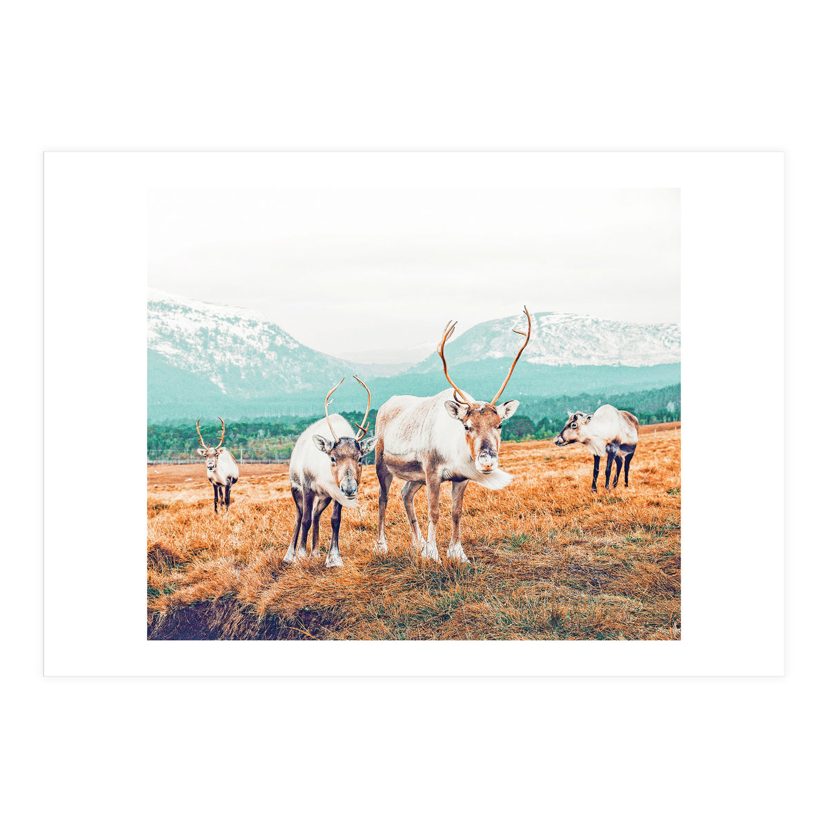 Curious Winter (Print Only)