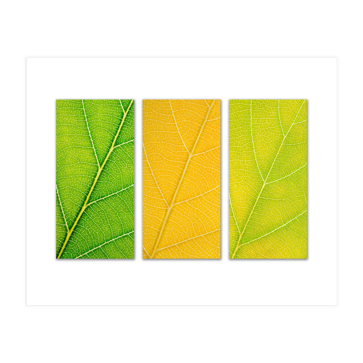 Autumn Leaves (Print Only)