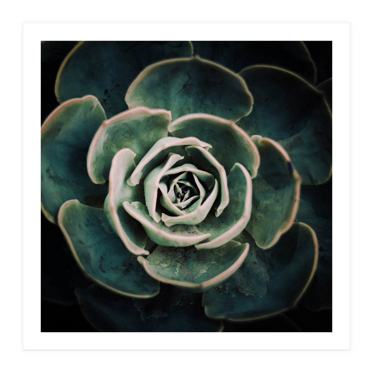DARKSIDE OF SUCCULENTS IV-A (Print Only)