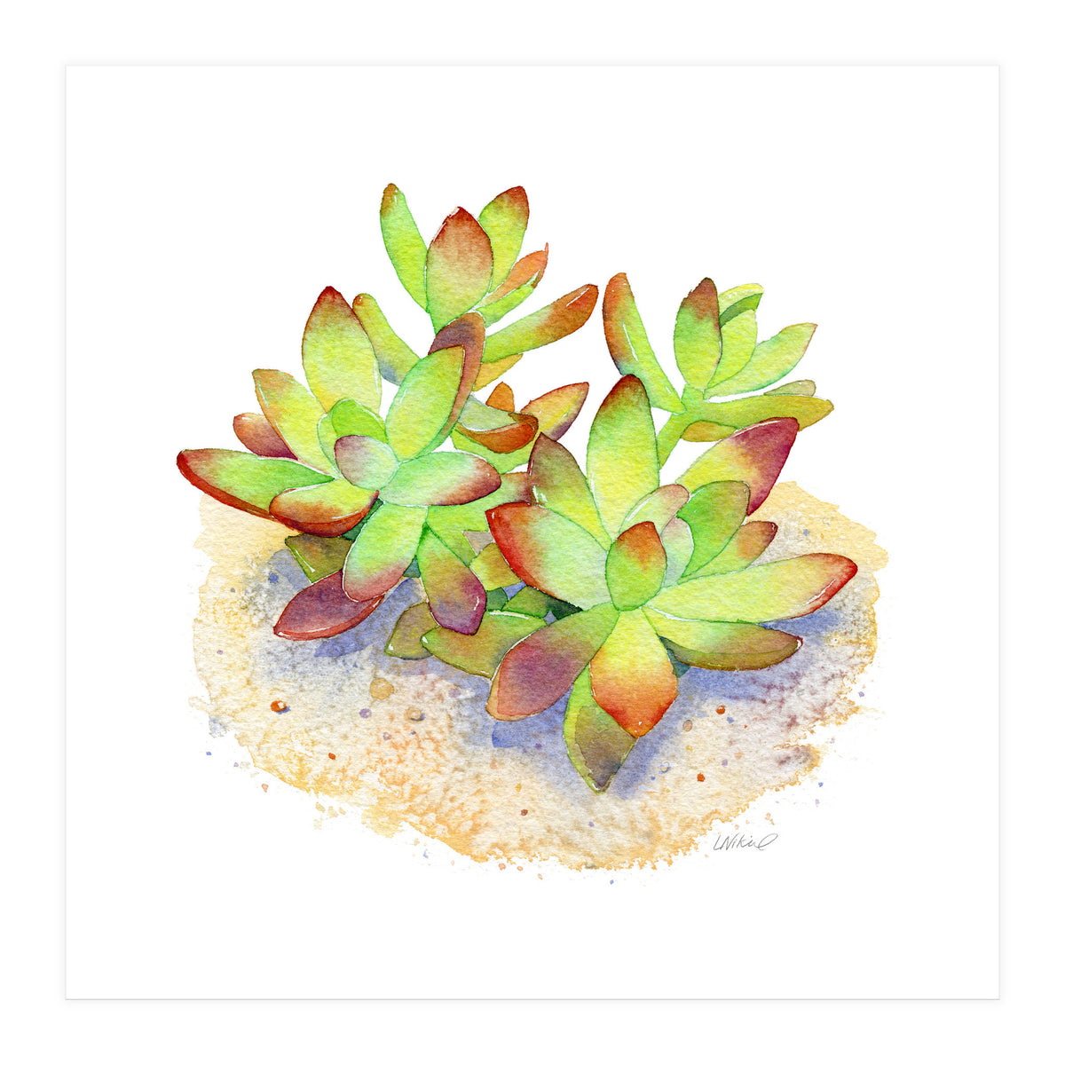 California Sunset Succulent (Print Only)