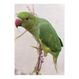 Lovely Indian Cute Parrot (Print Only) thumbnail