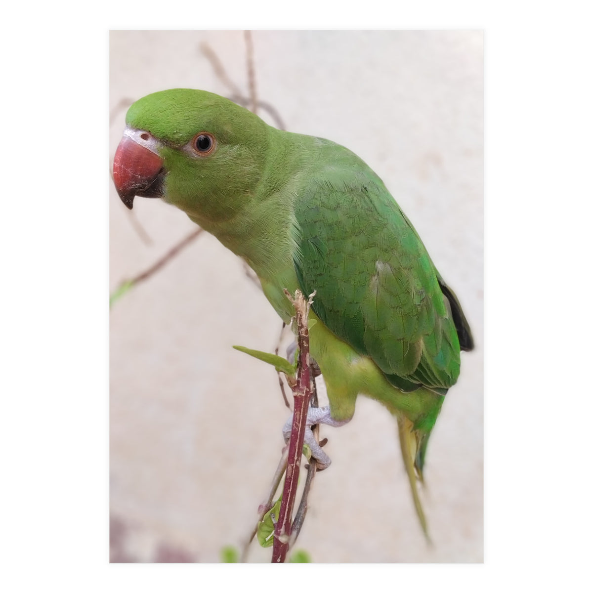 Lovely Indian Cute Parrot (Print Only)