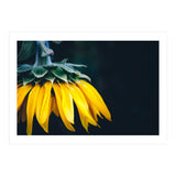 Sunflower Detail 1 (Print Only) thumbnail