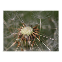 Dandelion Seeds (Print Only)