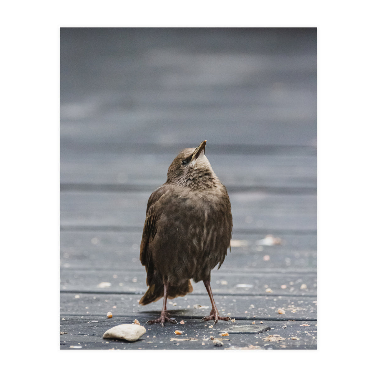 Treading the boards (Print Only)