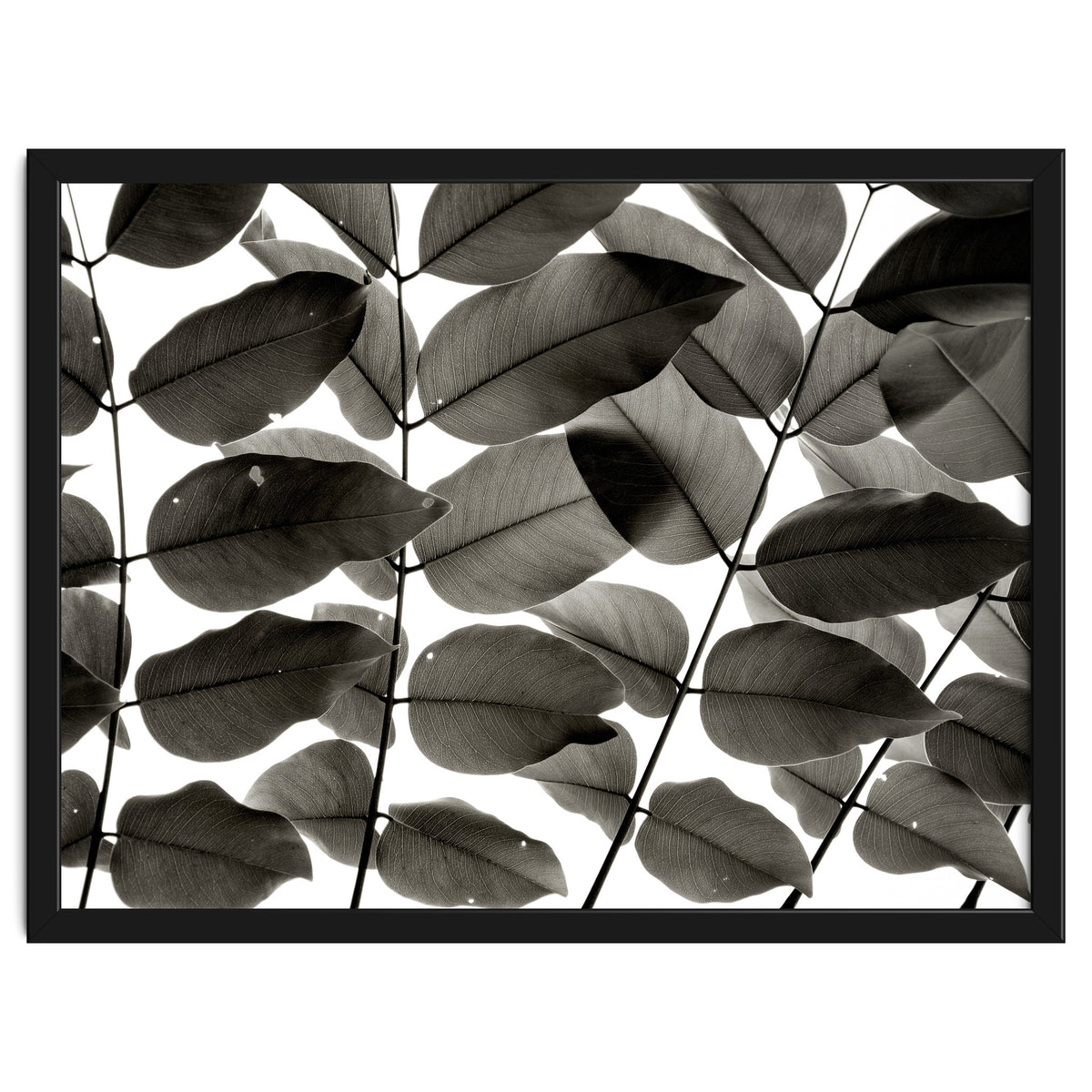 Branches and Leaves I