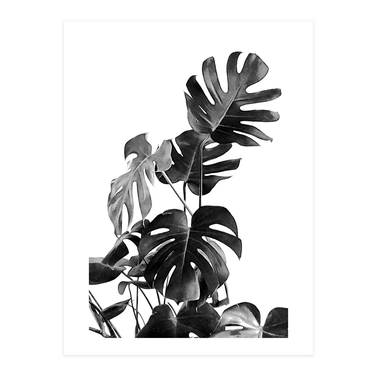 Monstera Black And White 09 (Print Only)