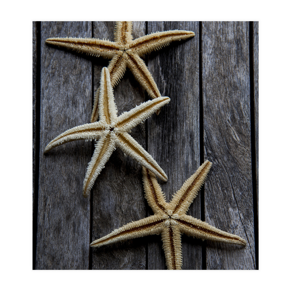 Starfishes in wooden (Print Only)