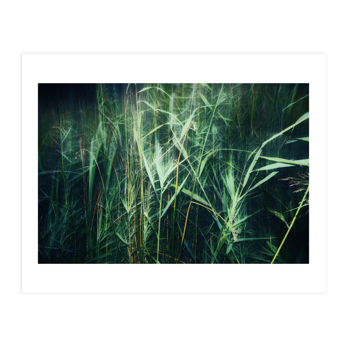 green green grass (Print Only)