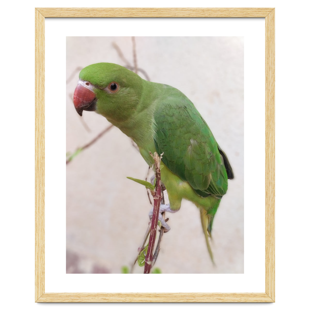 Lovely Indian Cute Parrot