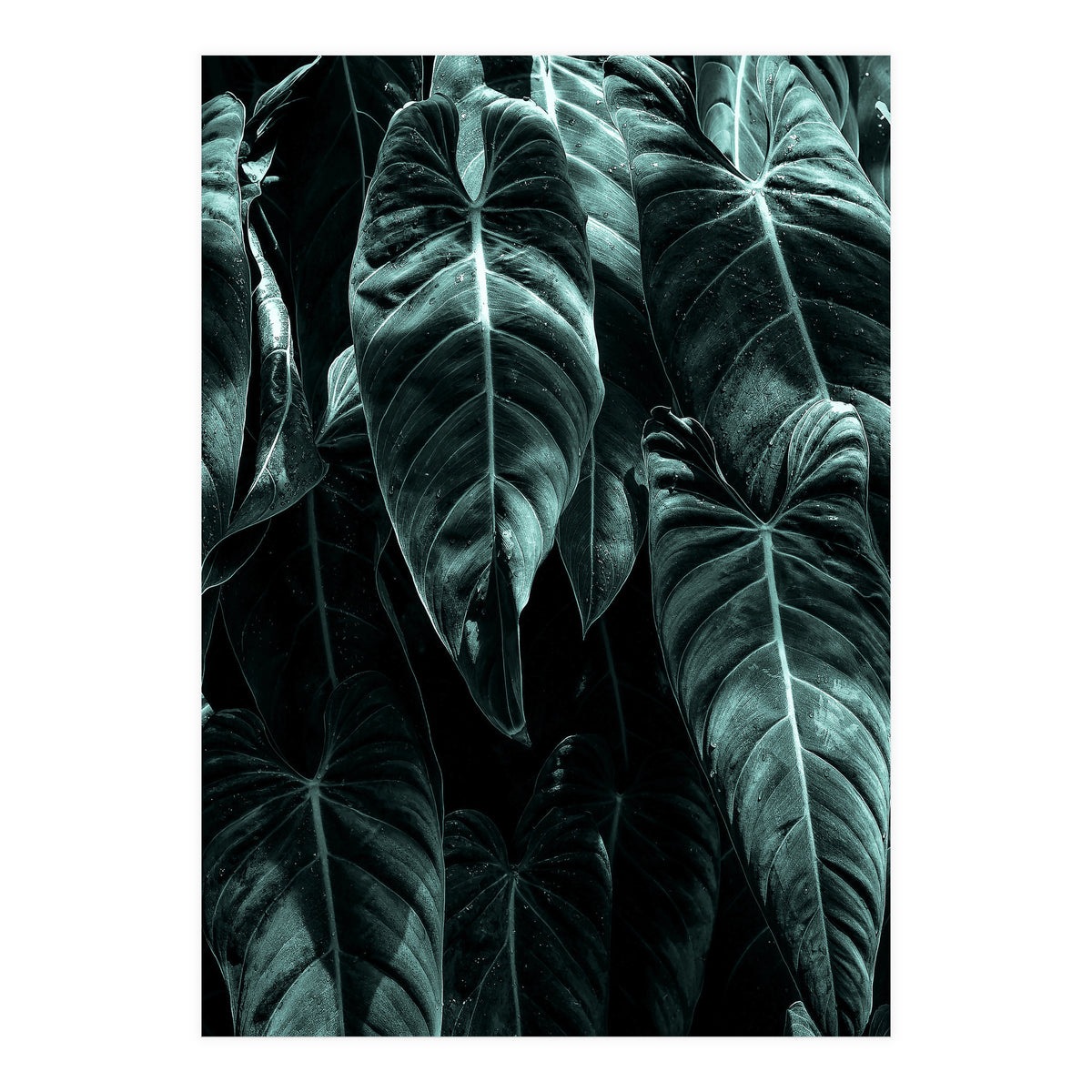 The Jungle (Print Only)