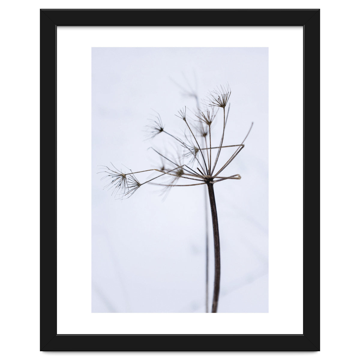 Wildflower in Winter