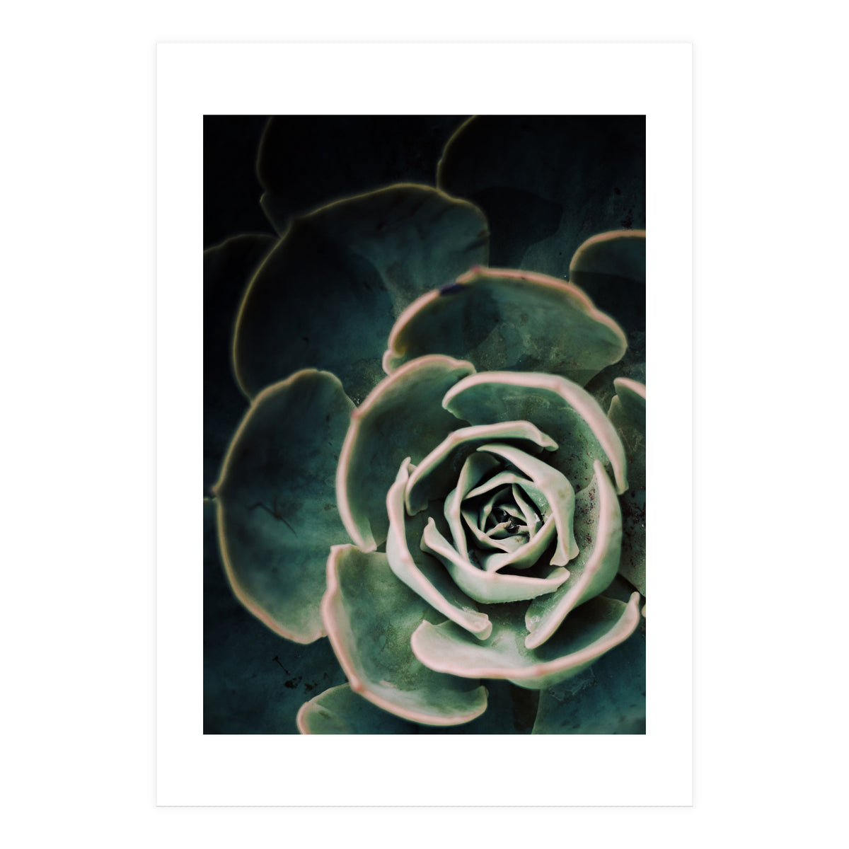 Darkside Of Succulents 4-D (Print Only)
