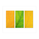 Autumn Leaves (Print Only) thumbnail