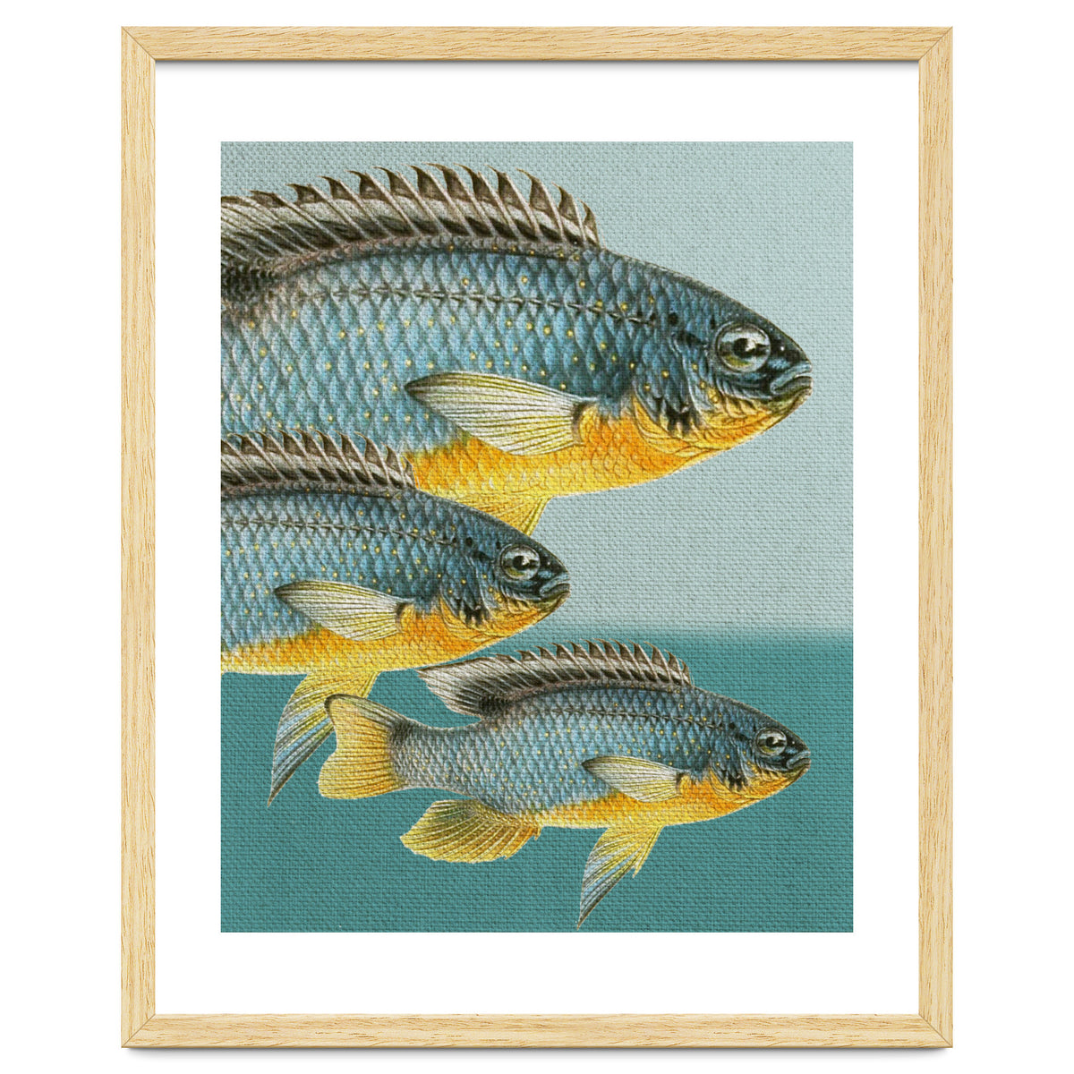 Fish Classic Designs 12