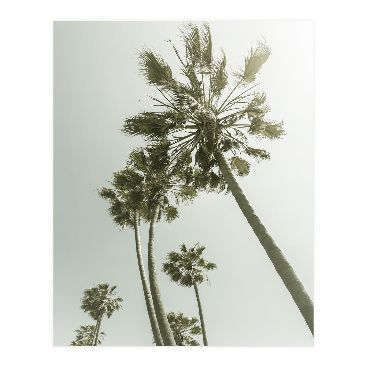 Vintage Palm Trees  (Print Only)