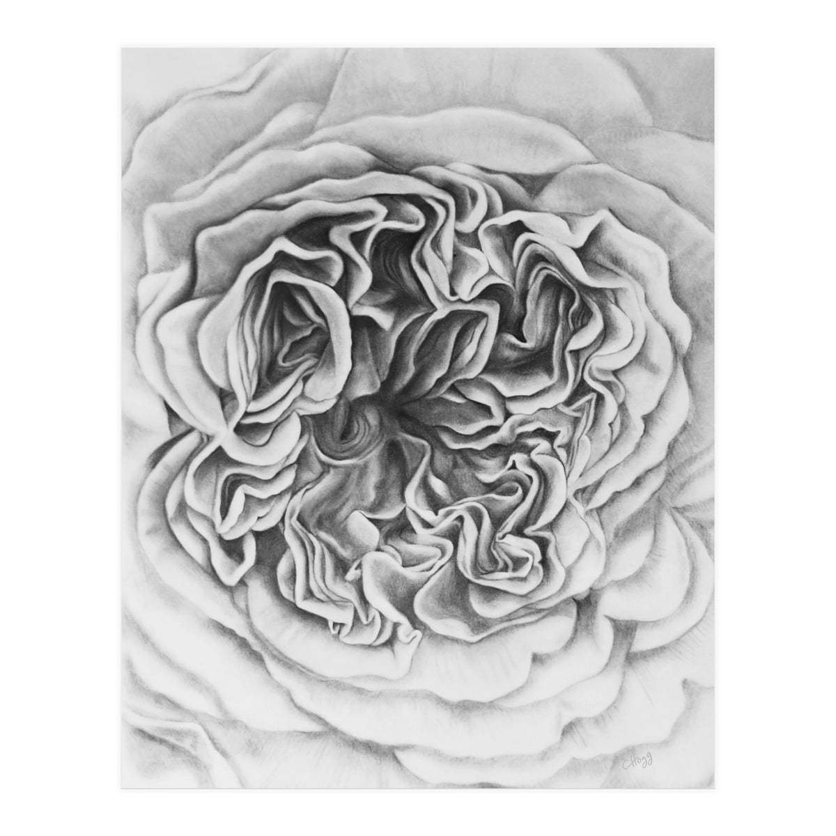 A Rose in Monochrome (Print Only)