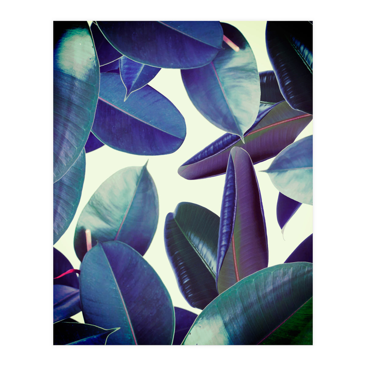 Elastica Amaro (Print Only)