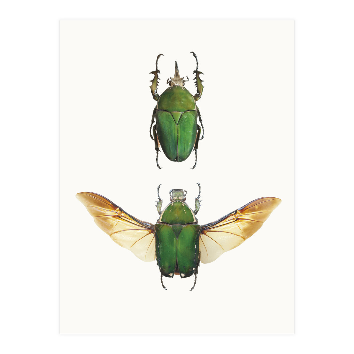 Cc Insects 02 (Print Only)