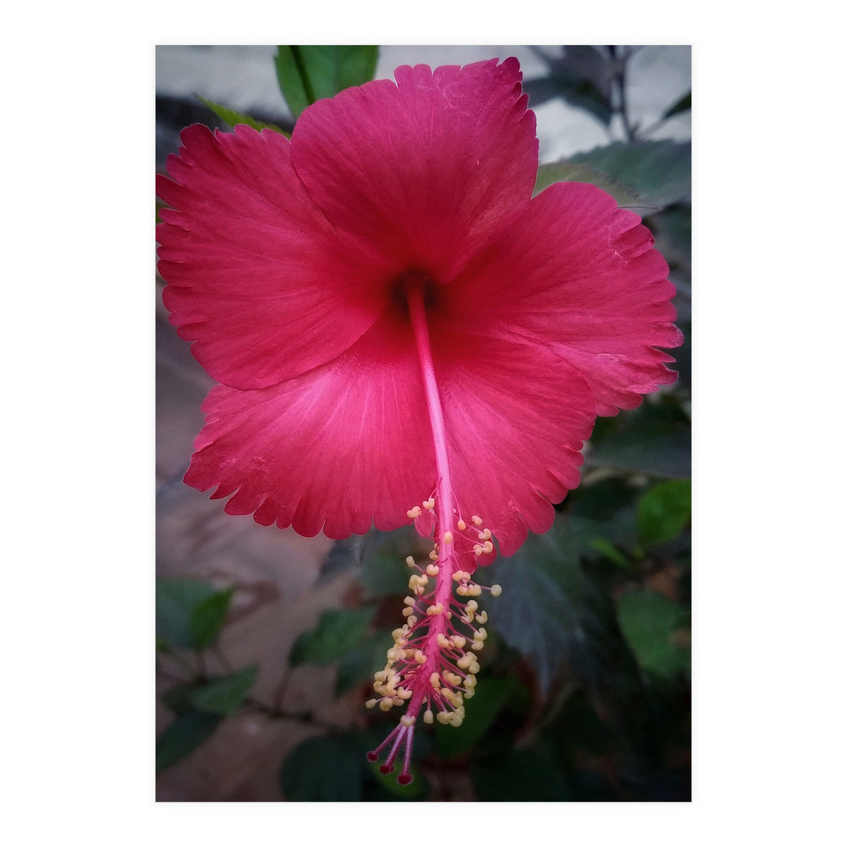 Beautiful Hibiscus Flora (Print Only)